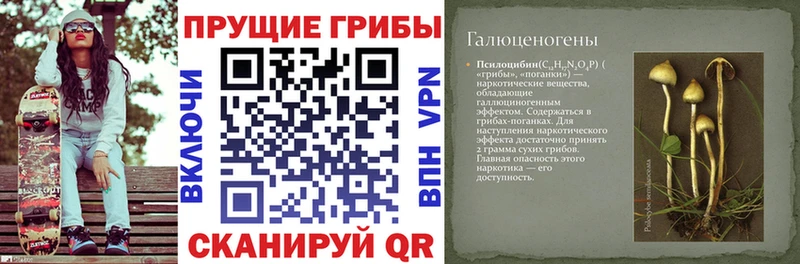 Купить закладки  Новокубанск  Псилоцибиновые грибы мицелий 